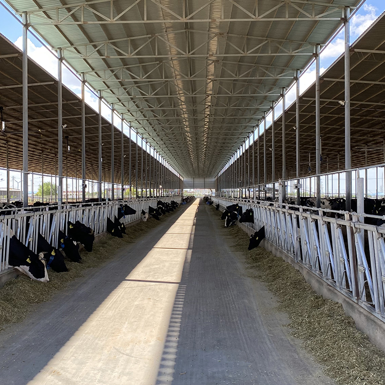 High Pressure Fogger Cooling System For Dairy Farm